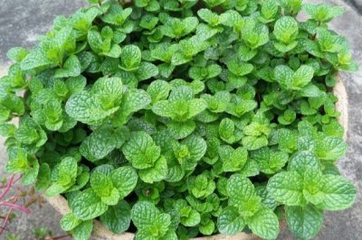薄荷夏天怎么养