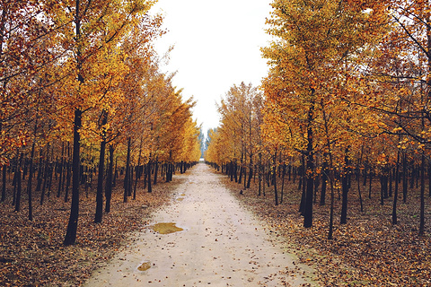 张各庄村银杏林(Ginkgo Forest in Zhanggezhuang Village)