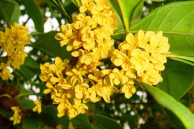 桂花不开花是什么原因？桂花不开花的解决办法