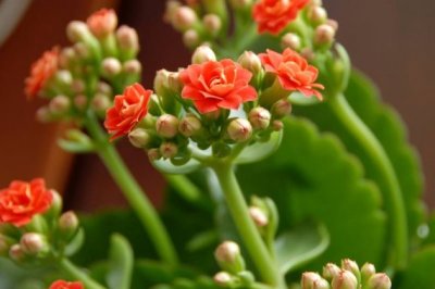 长寿花根杆发黑怎么办
