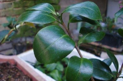 山茶花叶子打卷干枯怎么办？