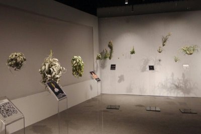 空气凤梨有什么作用？空气凤梨能净化空气吗？