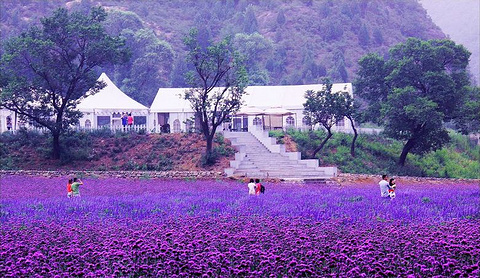 北京梦幻紫海香草庄园(Menghuan Zihai Xiangcao Manor)