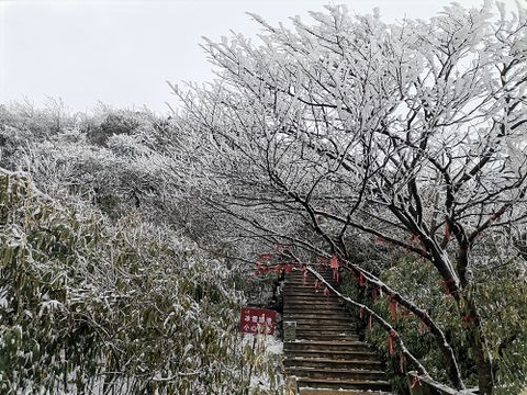 金佛山北坡景区(Jinfo Mountain North Slope Scenic Area)