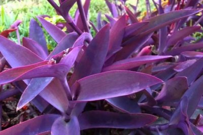 紫竹梅的养殖方法和注意事项