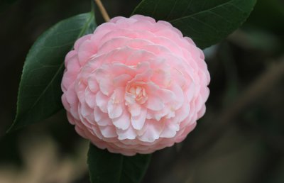 茶花冬天怎么养？会冻死吗？浇水施肥技巧不掌握山茶花怎样过冬？