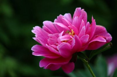 芍药花烂根怎么办
