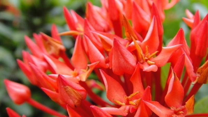 鹤顶红的养殖方法和注意事项