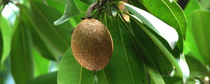 人心果怎样嫁接