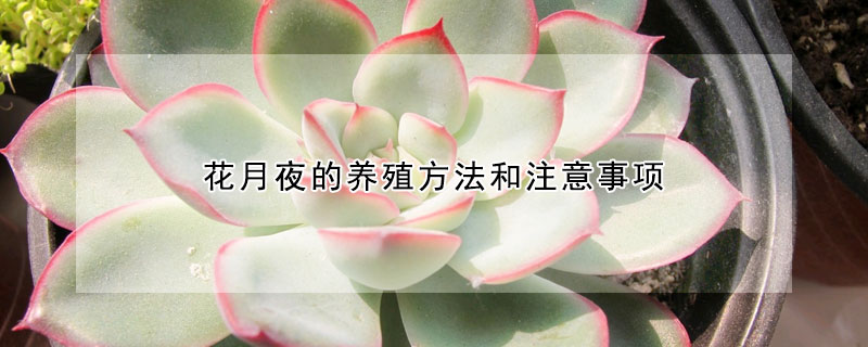 花月夜的养殖方法和注意事项
