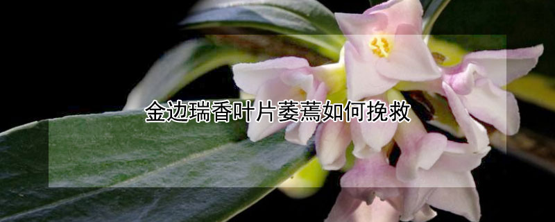 金边瑞香叶片萎蔫如何挽救