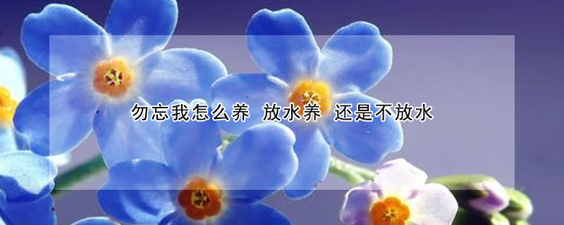 勿忘我怎么养 放水养 还是不放水
