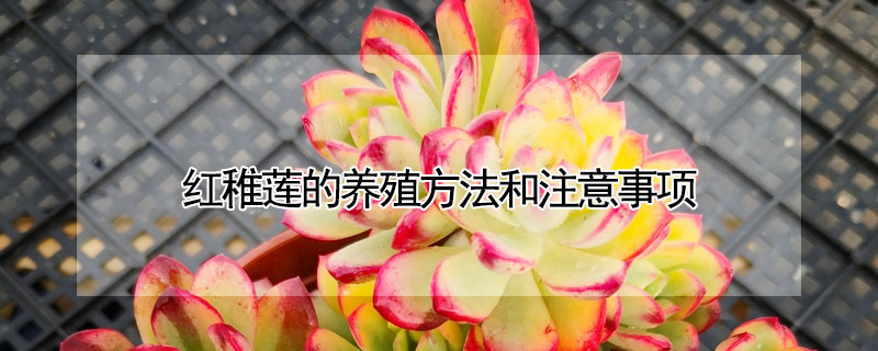 红稚莲的养殖方法和注意事项