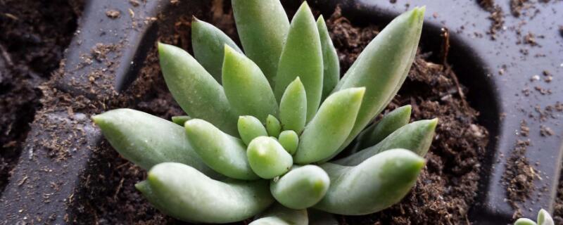 千佛手怎么造型