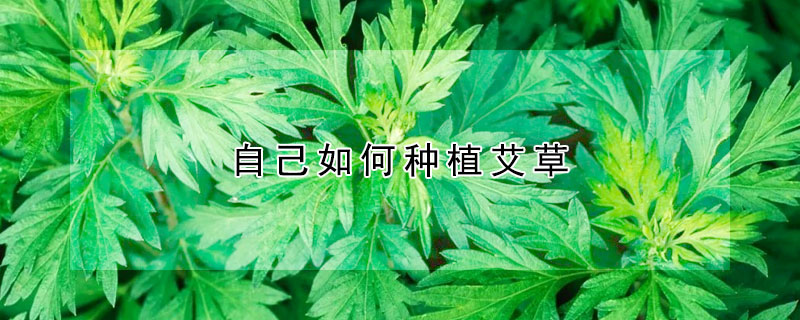 自己如何种植艾草