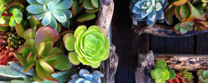 多肉如何换盆换土