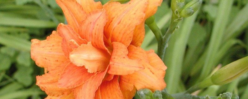 萱草种子的种植方法