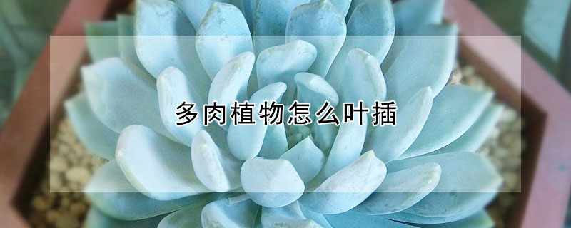 多肉植物怎么叶插