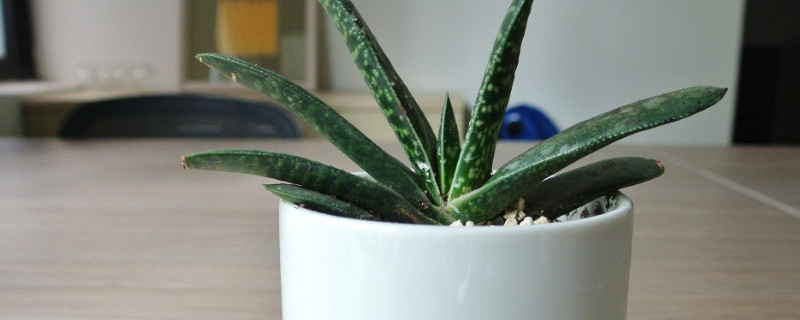 子宝多肉怎么养