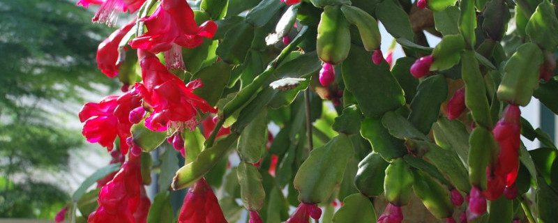 蟹爪莲长花苞后怎么养