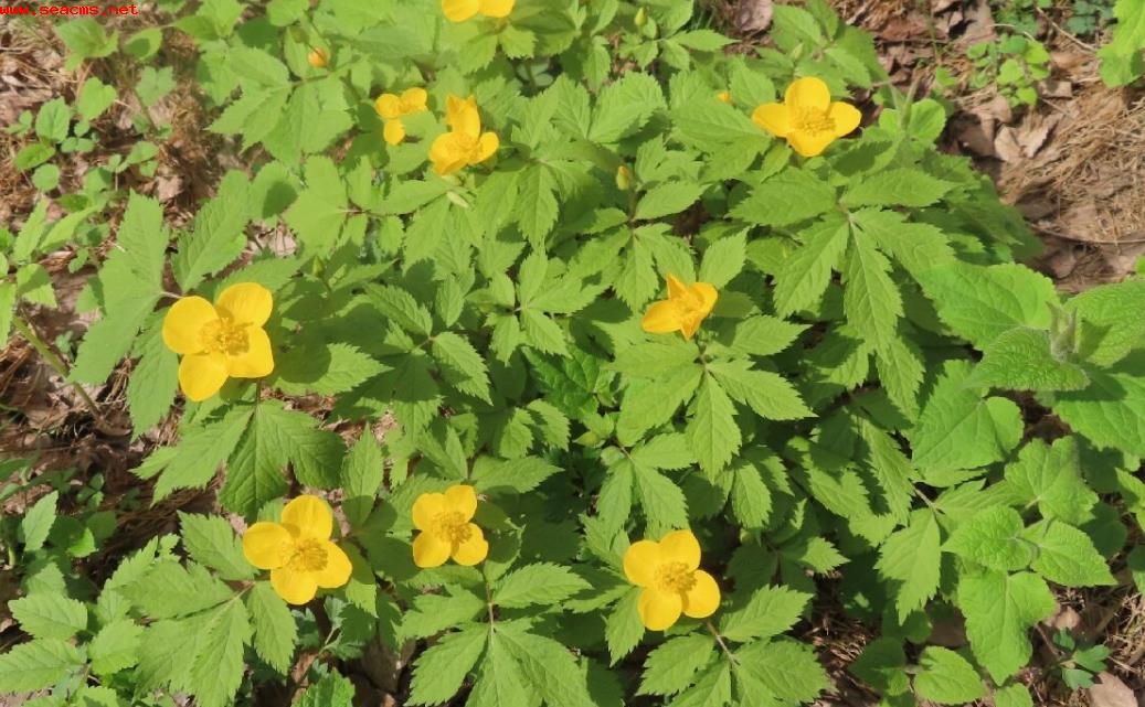 荷青花有毒吗？养殖方法与注意事项解析