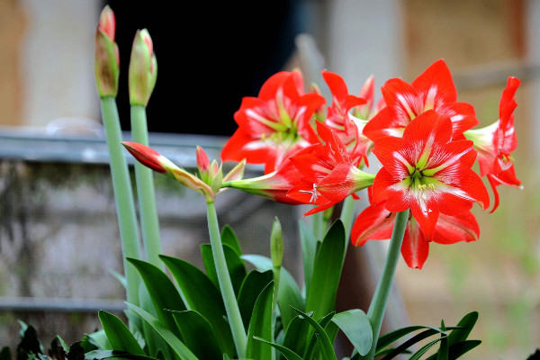 朱顶红怎么催根，低温/沙藏/浸水/保湿催根