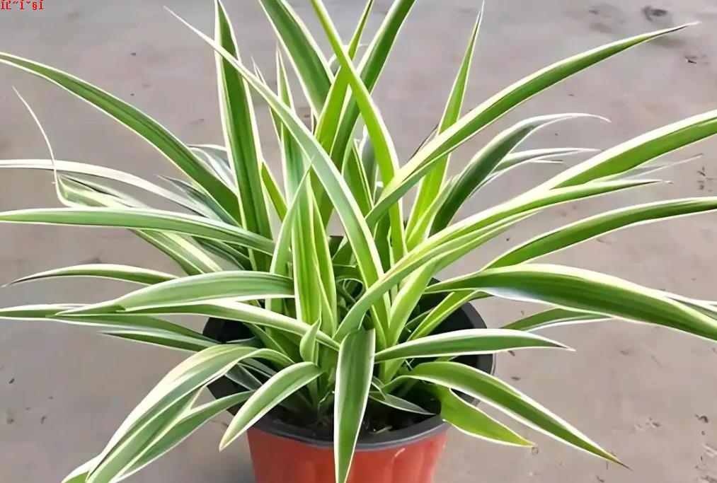 揭秘金边吊兰的风水哲学与寓意