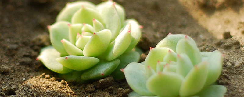 静夜化水怎么挽救