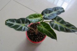 黑叶观音莲的养殖方法注意事项，控制好环境温度以及光照