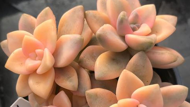 多肉美杏锦的养殖方法和注意事项