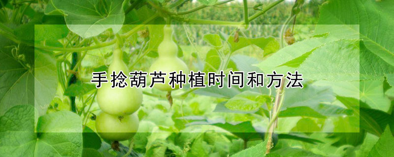 手捻葫芦种植时间和方法