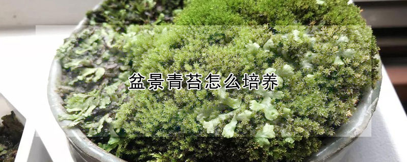 盆景青苔怎么培养