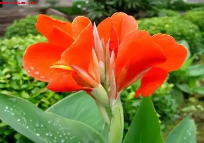 美人蕉花开何时？冬季如何养护？