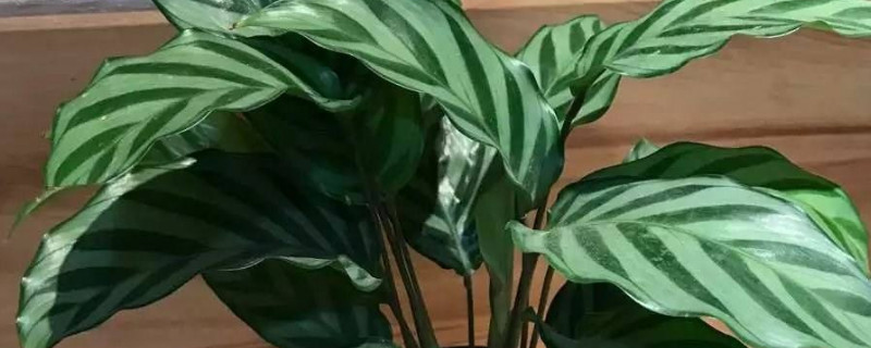 彩虹竹芋水养方法