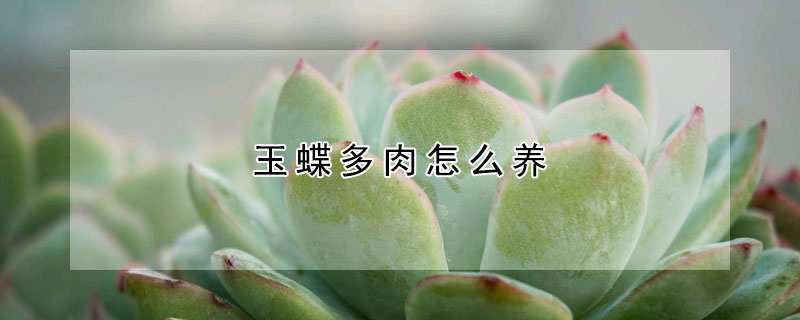 玉蝶多肉怎么养