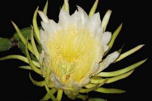 龙骨花有毒吗，有毒毒性分布在汁液中