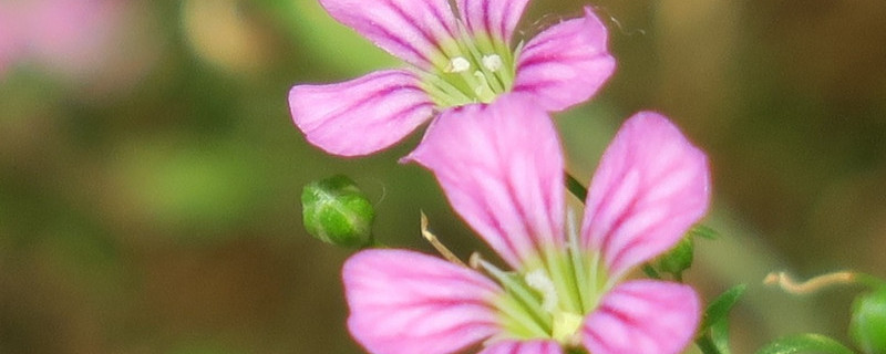 圆锥石头花怎么繁殖