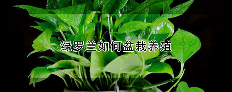 绿罗兰如何盆栽养殖