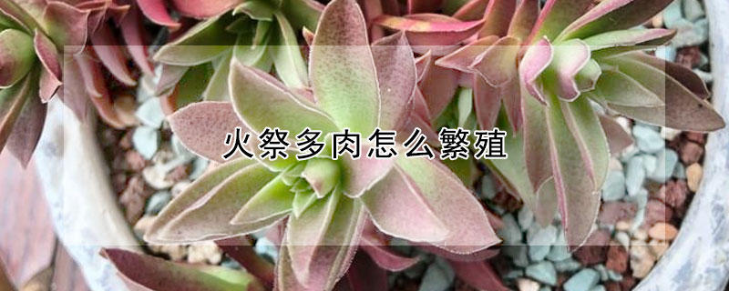 火祭多肉怎么繁殖