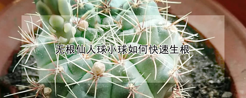 无根仙人球小球如何快速生根