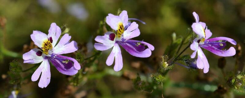 蛾蝶花种子种植方法