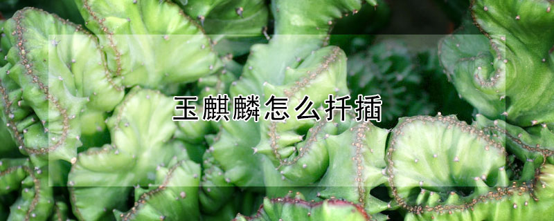 玉麒麟怎么扦插