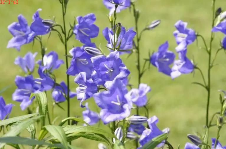 蓝铃花的花语与寓意-爱的使者，幸福的象征