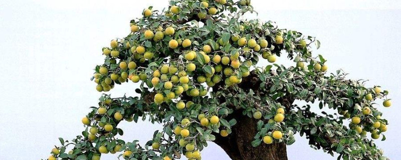 盆景催芽用什么