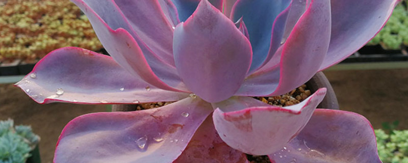 高砂之翁怎么繁殖