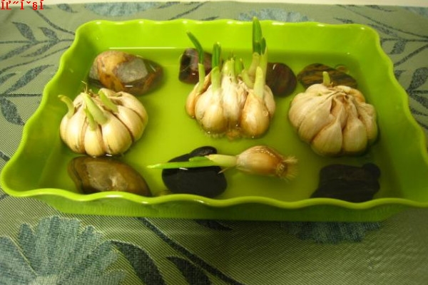 水培大蒜怎么固定，使用密封性良好的水培容器固定