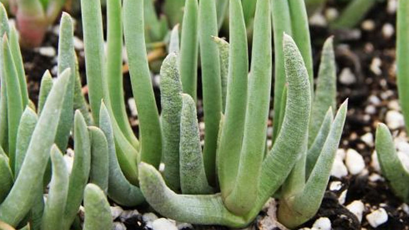 奔龙的养殖方法和注意事项，奔龙怎么养