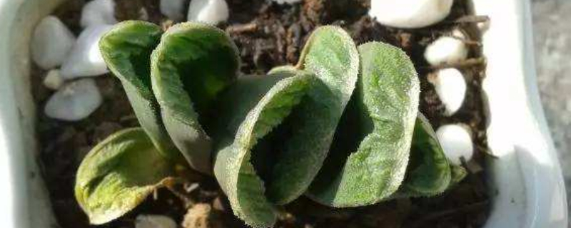 多肉干瘪了萎缩怎么办