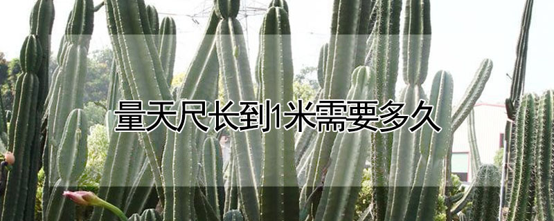 量天尺长到1米需要多久