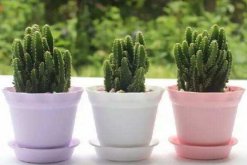 万重山为什么徒长，可能是因为缺水光照、施肥不当导致